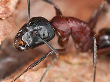 carpenter ant in yard