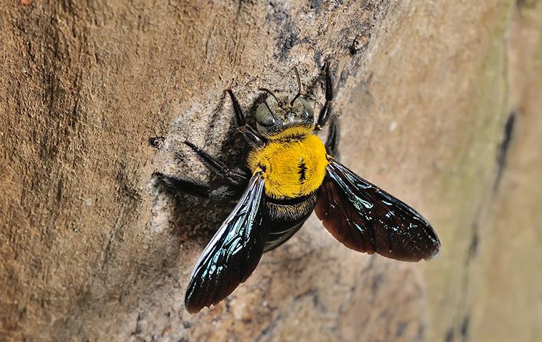 carpenter bee crawling on wood