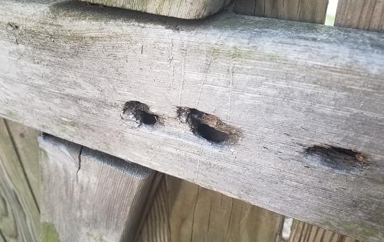 carpenter bee damaged wood