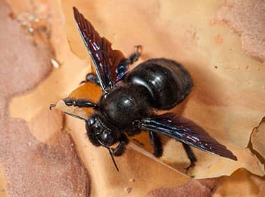 carpenter bee on a tree
