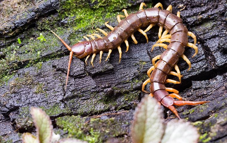 centipede on a log