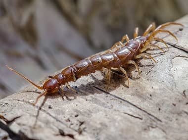 centipede crawling on a log