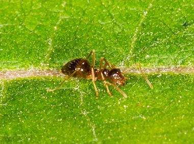 crazy ant on a leaf