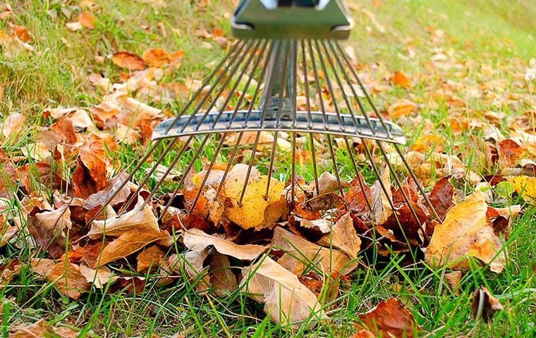 raking leaves in backyard
