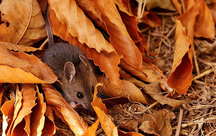 deer mouse crawling in leaf pile