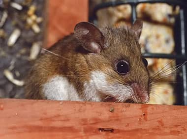 deer mouse in a pantry