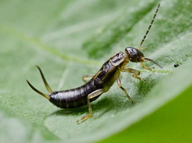 earwig on a leaf