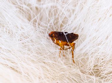 flea on a dogs fur