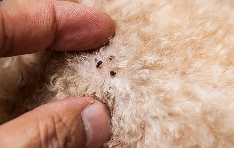 engorged fleas on dog