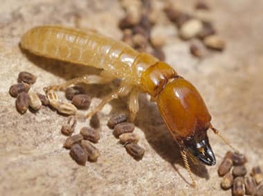 formosan termite on wood
