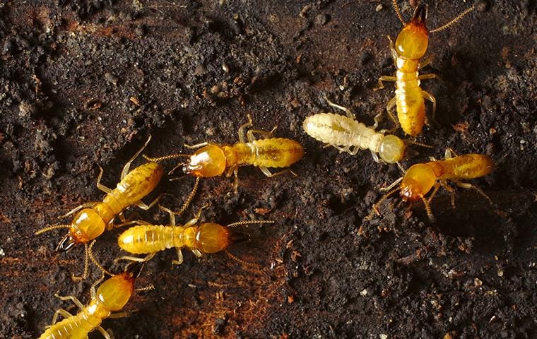 Formosan Termite Identification & Prevention