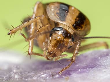 close up of a german cockroach