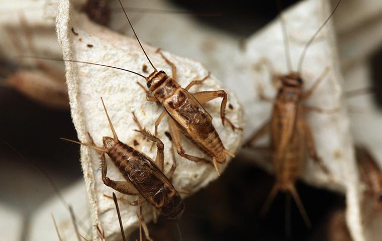 House Cricket Identification Types Of Crickets In Texas