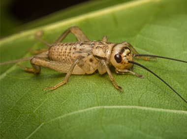 house cricket on a plant