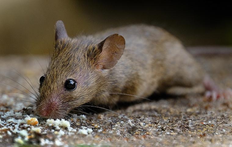 house mouse eating bread crumbs