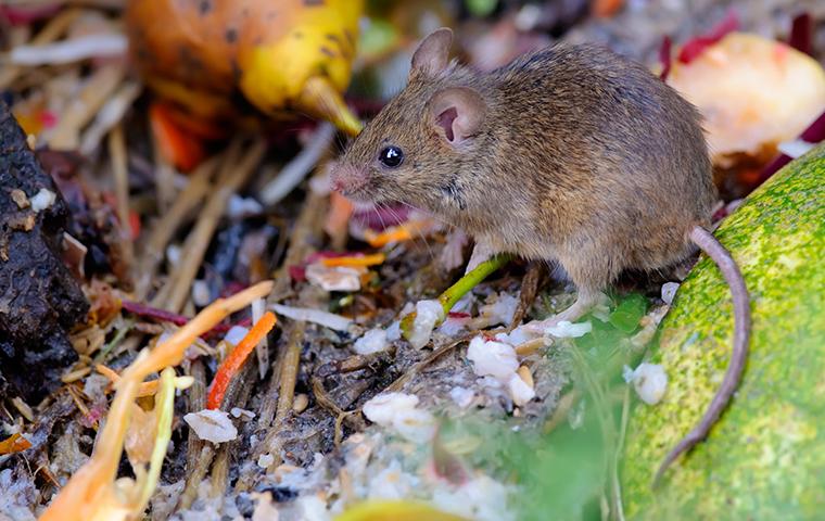 house mouse in yard debris