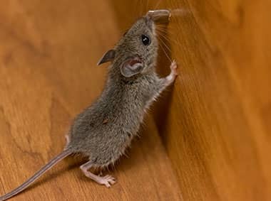 house mouse in a kitchen cabinet