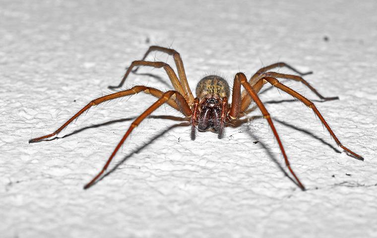 House Spider Identification Prevention Tips