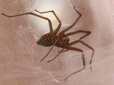 house spider in basement on a web