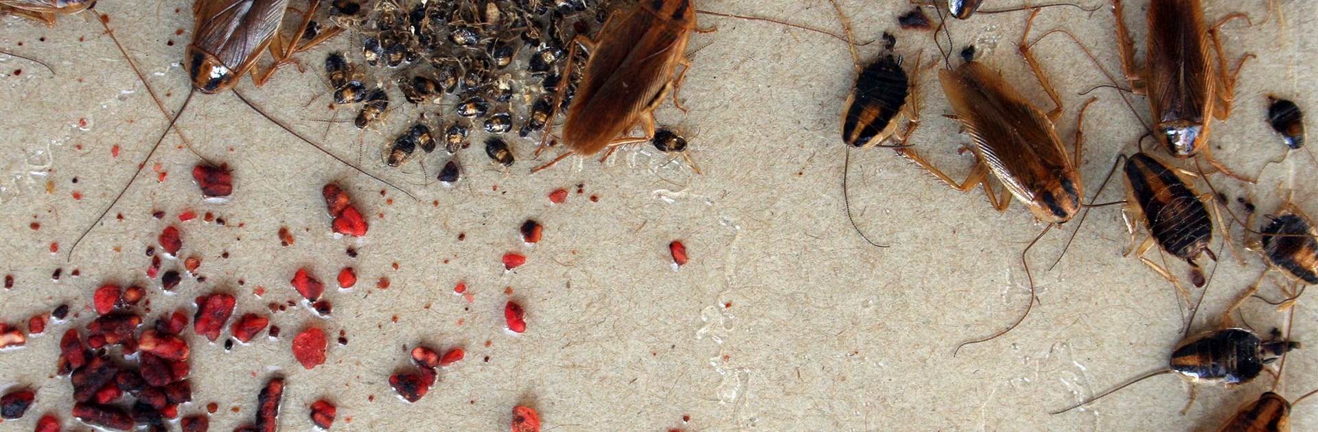 german cockroaches roaches rid texas