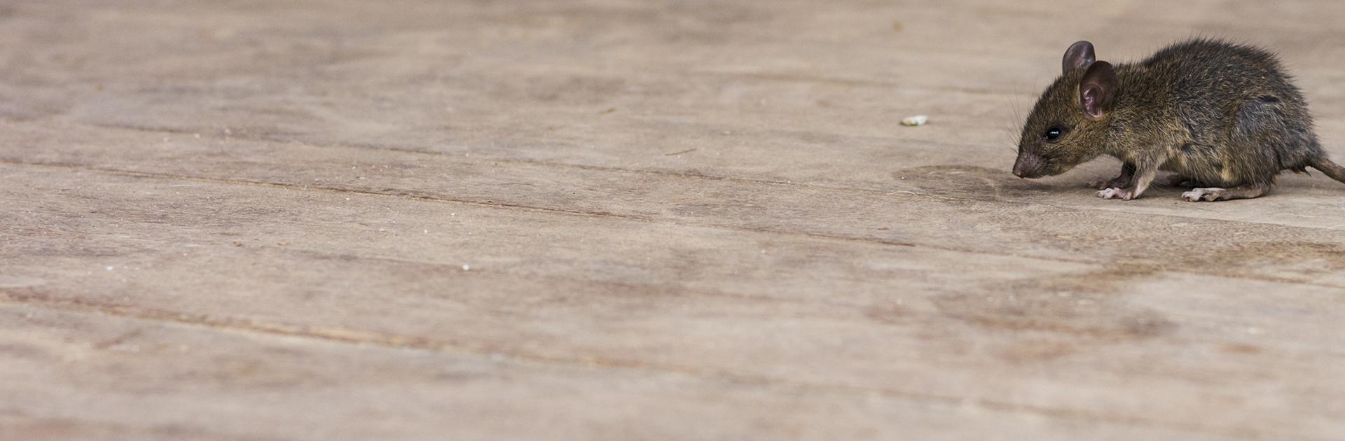 Get Rid Of Mice And Rats In Tyler & Longview, TX