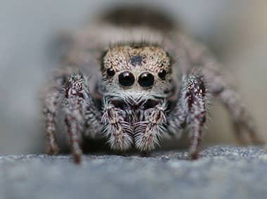 jumping spider on a rock