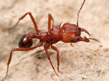 leafcutting ant on cement walkway