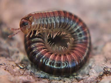 millipede curled up on the ground