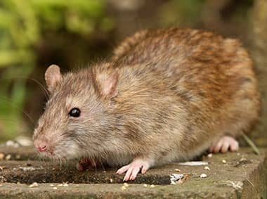 norway rat on cinder block