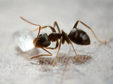 odorous house ant carrying food on kitchen floor