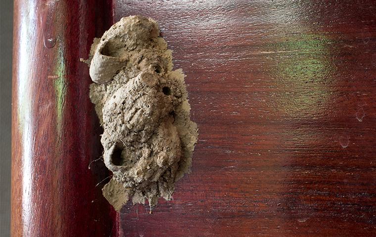 mud dauber nest on outside of building