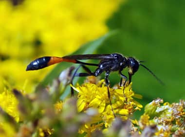 open pipe mud dauber on yellow flower