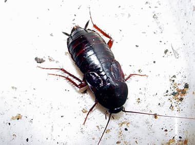 oriental cockroach on dirty plate
