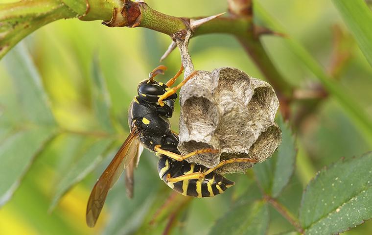 paper wasp on a nest hanging from plant