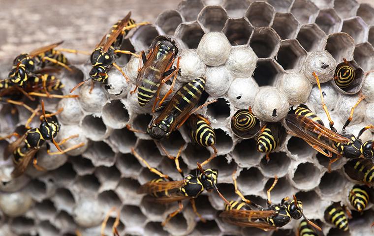 paper wasps crawling on a wasp nest
