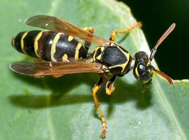 paper wasp on a green leaf
