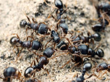 pavement ants climbing up a rock