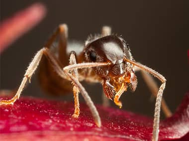 pharoah ant on an apple