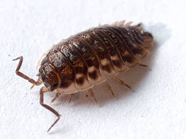 pillbug on a kitchen counter