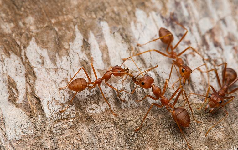 fire ants on tree bark