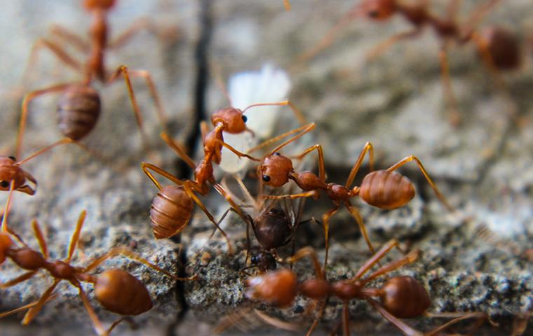 red imported fire ants on rock