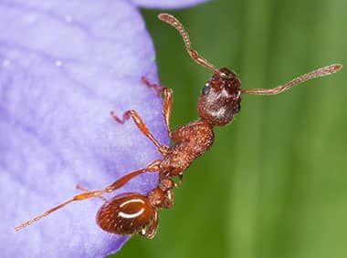 red imported fire ant on purple flower