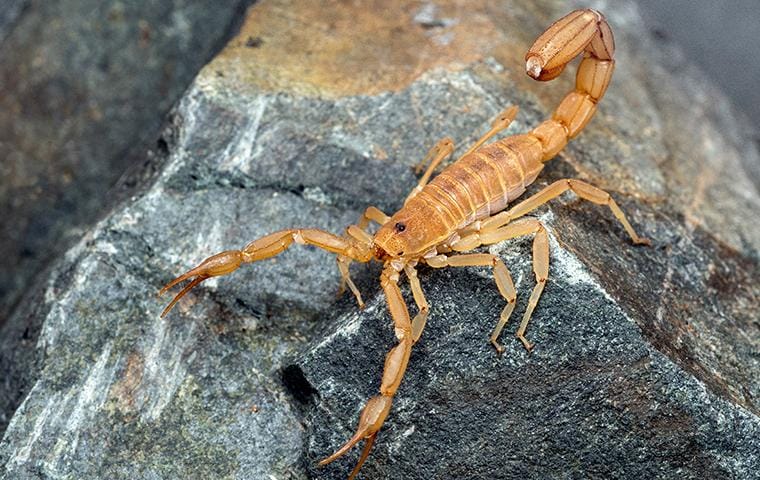 striped bark scorpion on rock