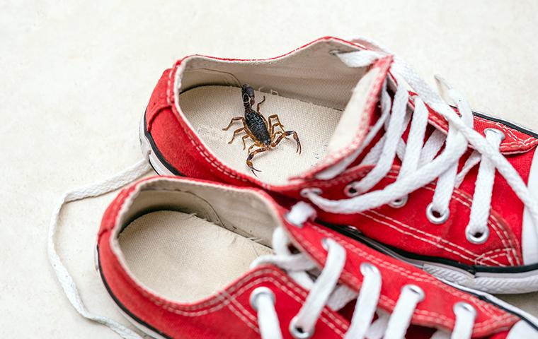 scorpion hiding in sneaker