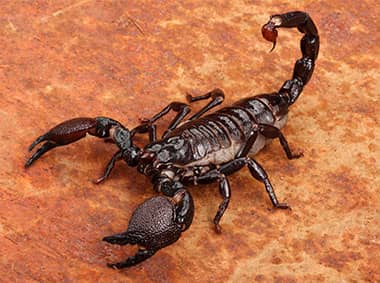 close up of scorpion
