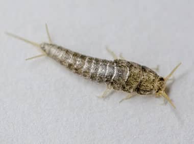 silverfish climbing a wall