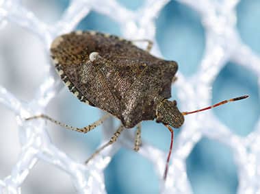 brown marmorated stink bug on net