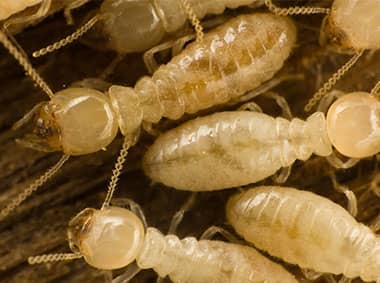subterranean termites crawling on damaged wood