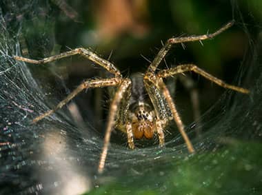 wolf spider in a basement