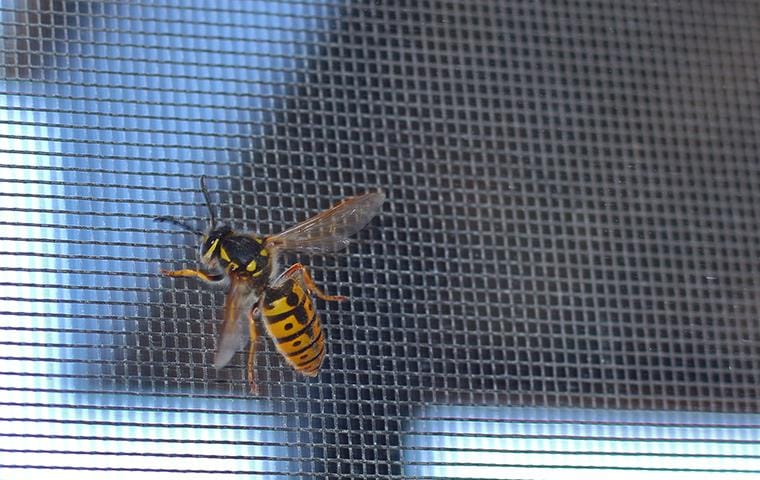 yellow jacket crawling on widow screen